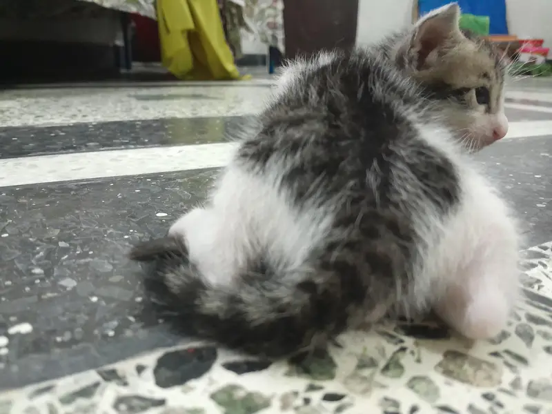 turkish angora — photo 2