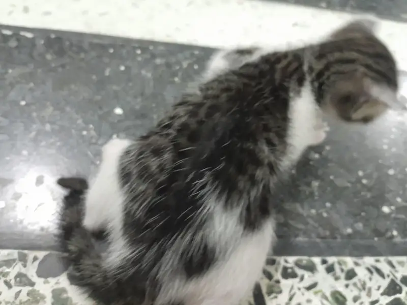 turkish angora — photo 3