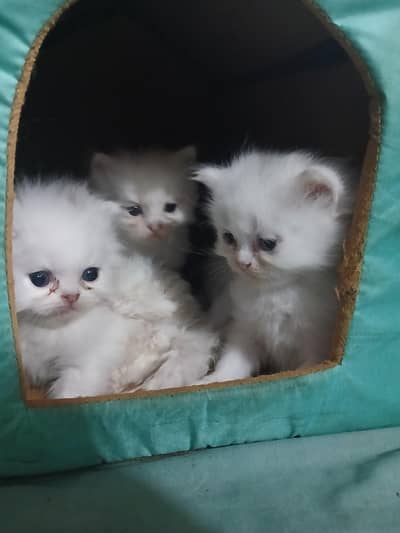 persian kitten