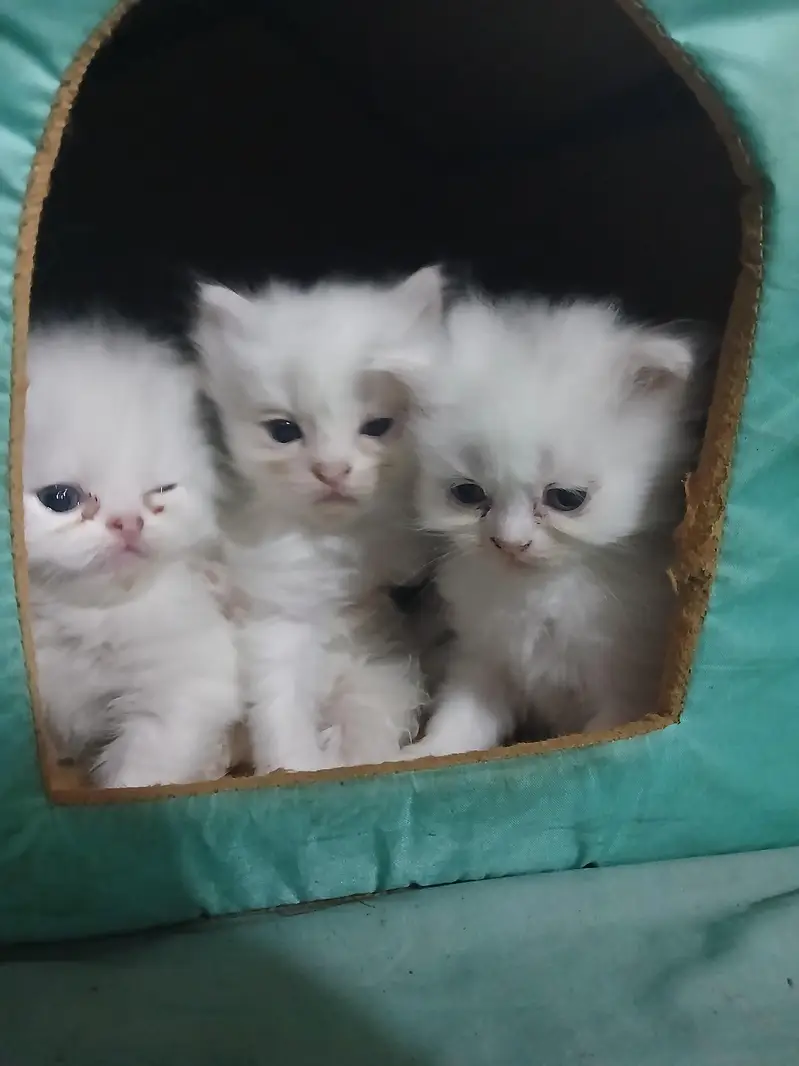 persian kitten — photo 2