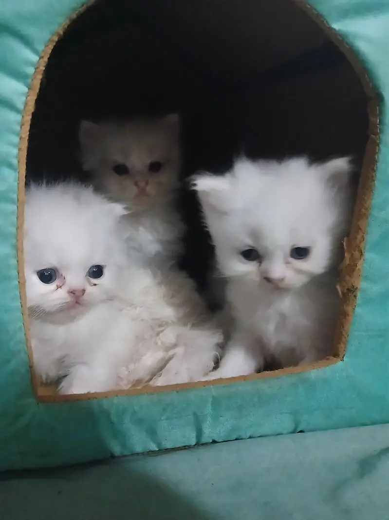 persian kitten — photo 3