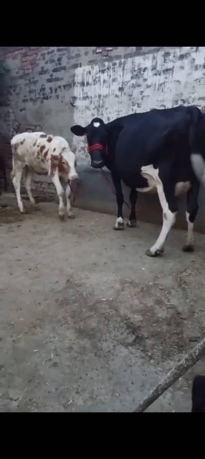 pure fresian cow for sale