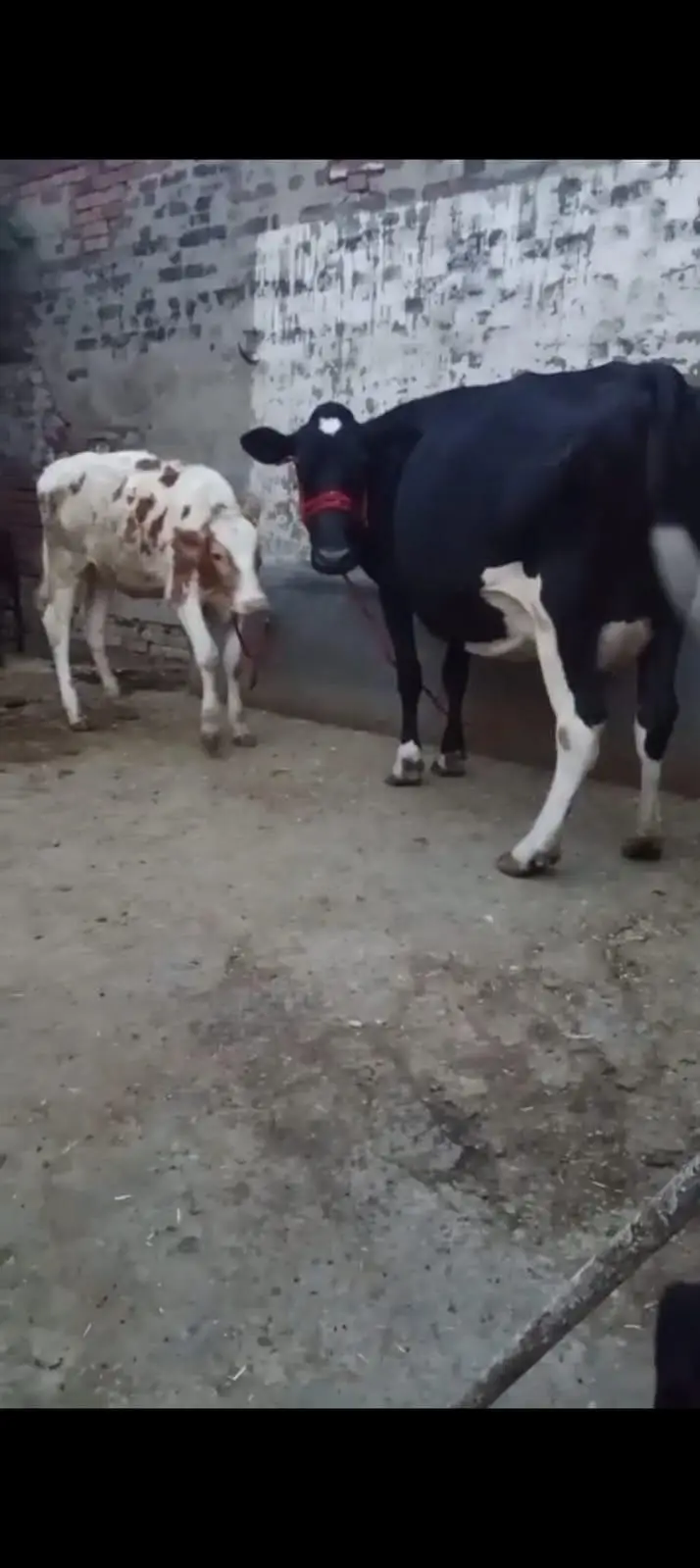 pure fresian cow for sale