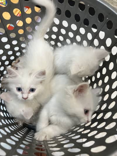 White triple coated Persian kittens