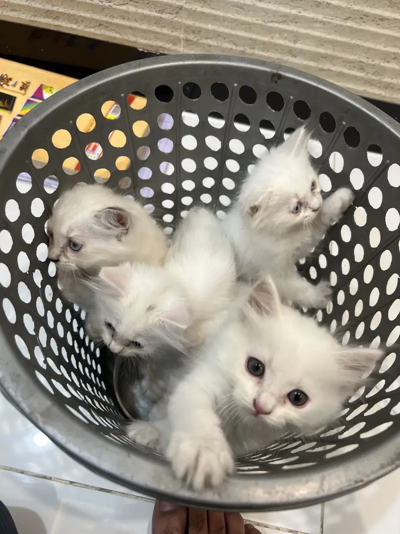 White triple coated Persian kittens — photo 2