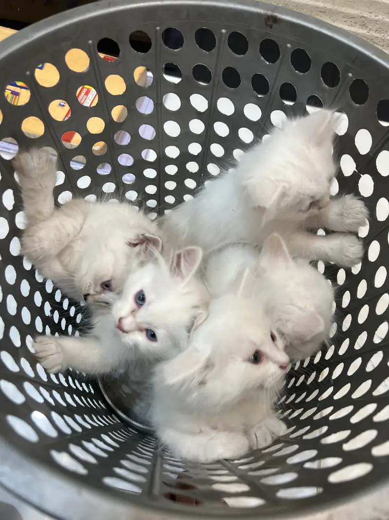 White triple coated Persian kittens — photo 3