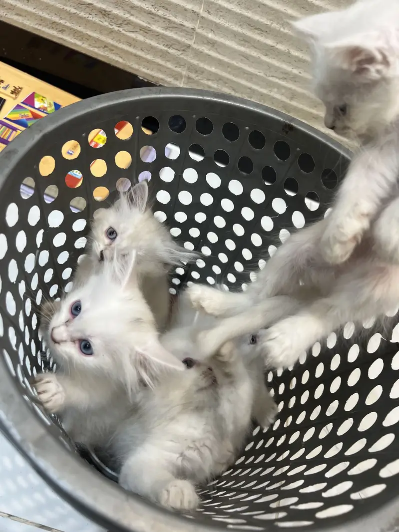 White triple coated Persian kittens — photo 4