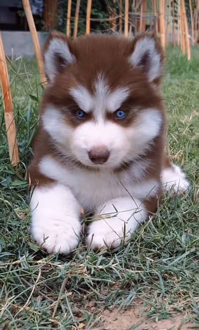 Siberian husky puppies 92@313*936*3417