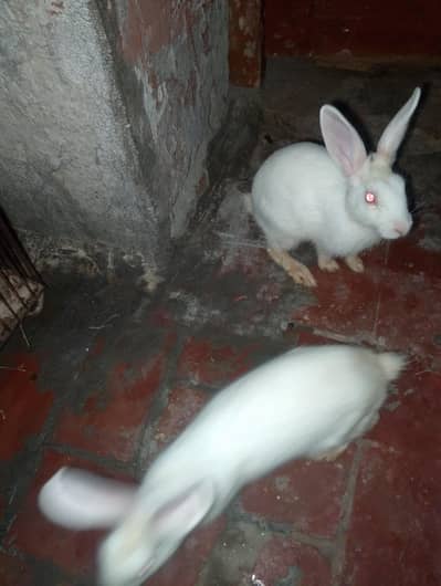 red eyes rabit