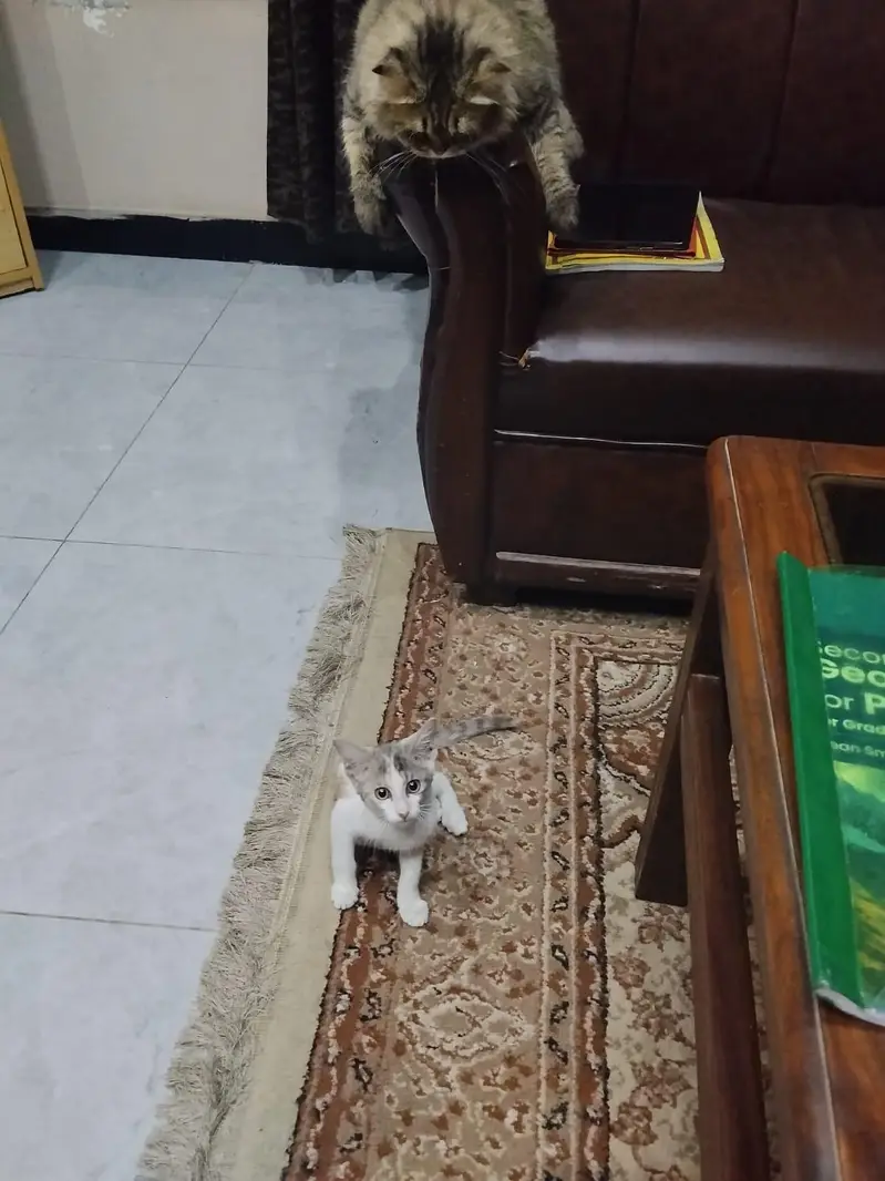 cat for adoption — photo 2
