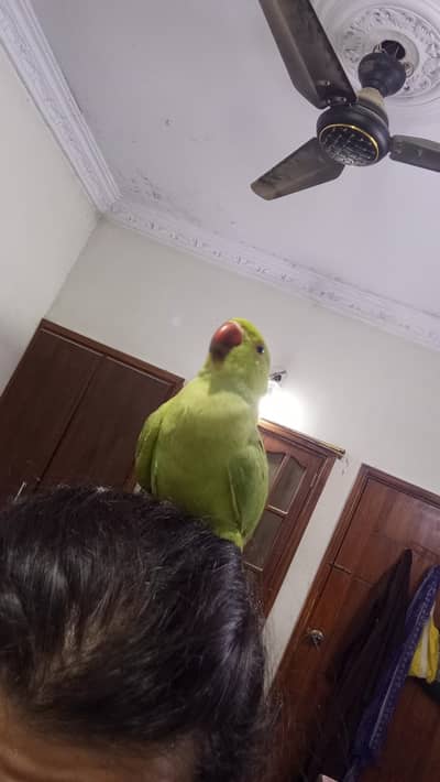 Handtamed Green Mithu / Desi