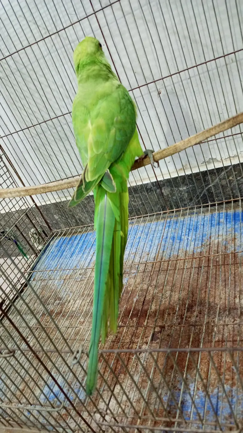 Handtamed Green Mithu / Desi — photo 4