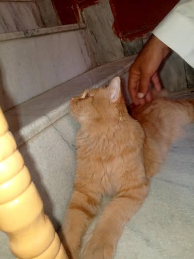 name Milo ha