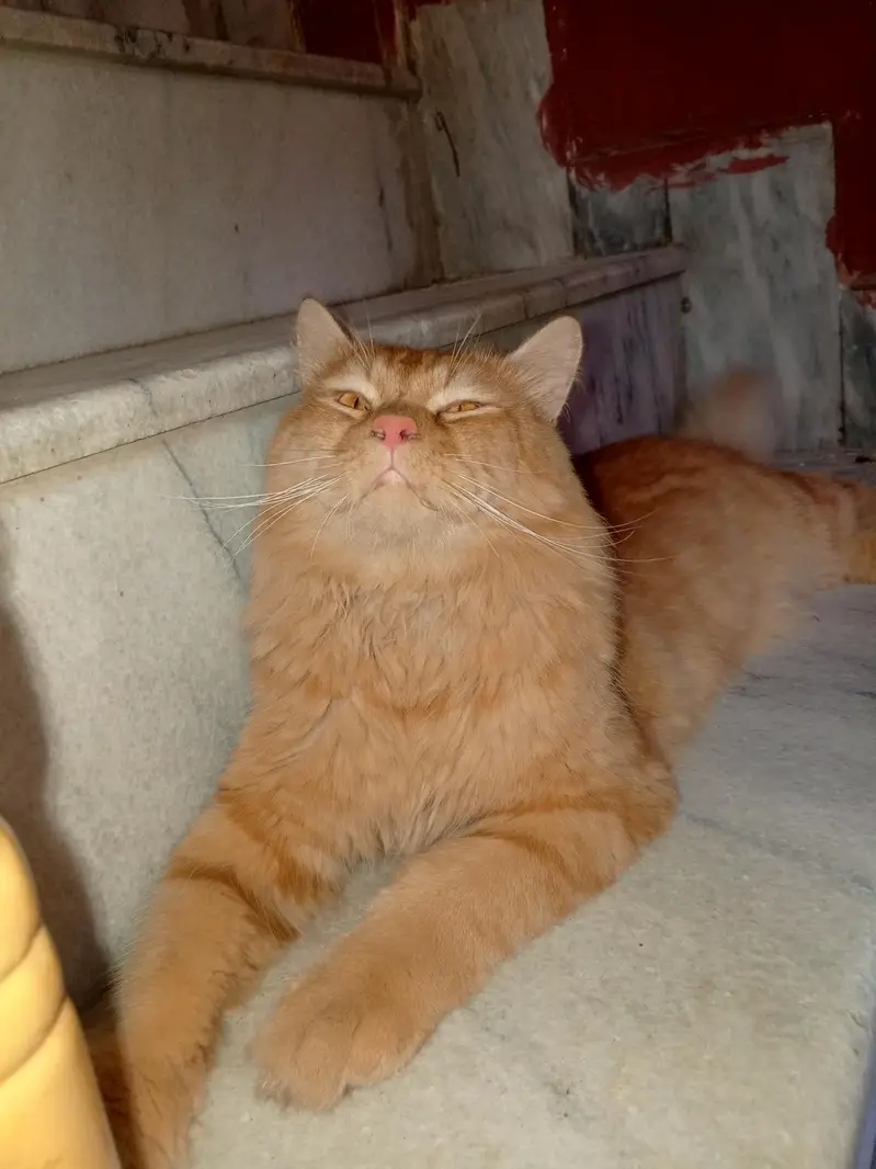 name Milo ha — photo 2