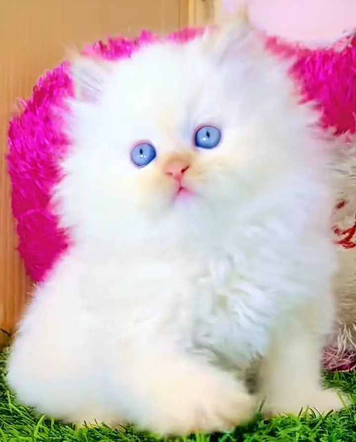 Persian cat for sale male or femalemyWhatsApp number03=25=31=33=955 — photo 3