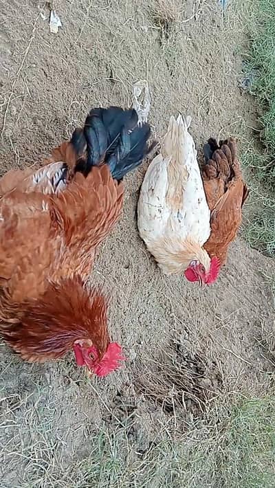 desi Rooster Murgay for sale