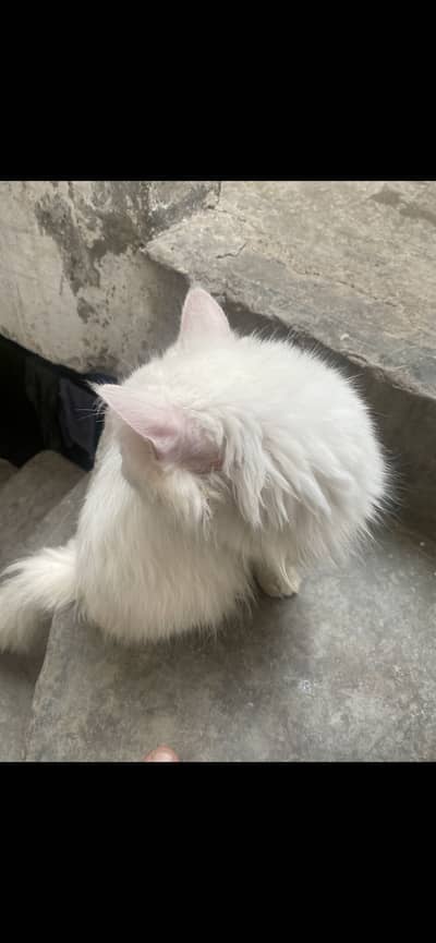 persian cat for sale