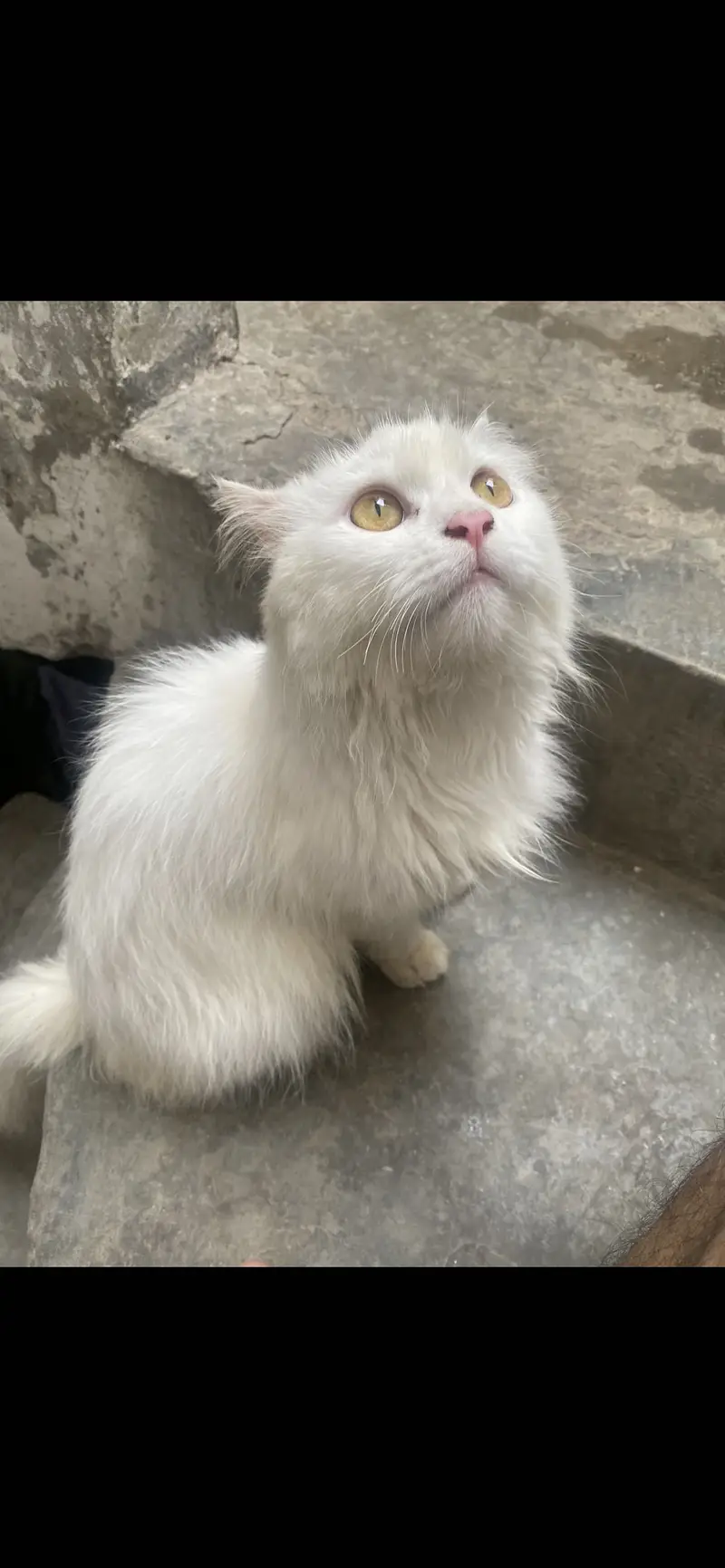 persian cat for sale — photo 2