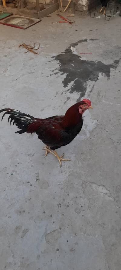 Lakha Aseel