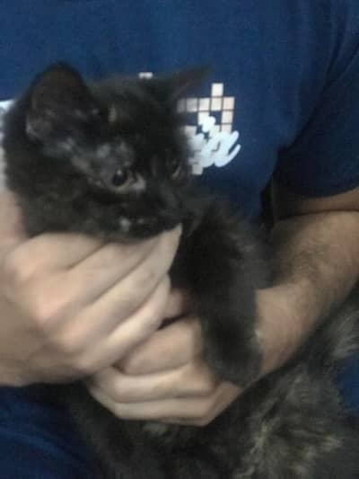 pure Persian female kitten