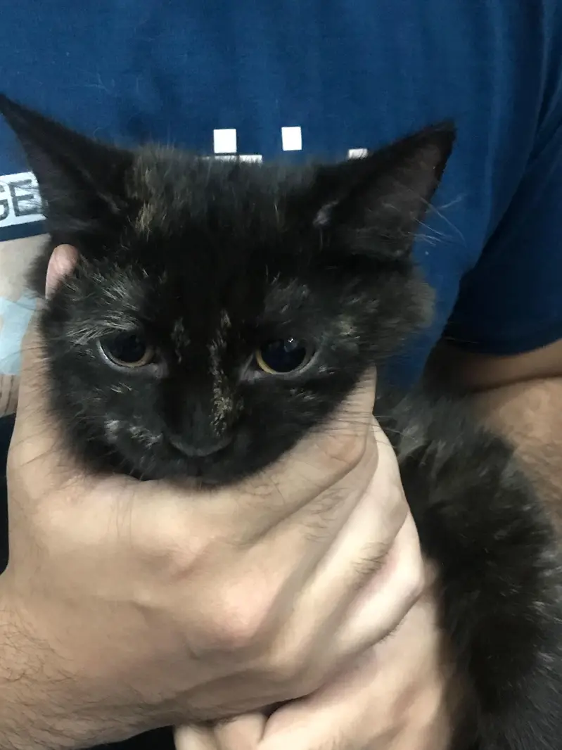 pure Persian female kitten — photo 2