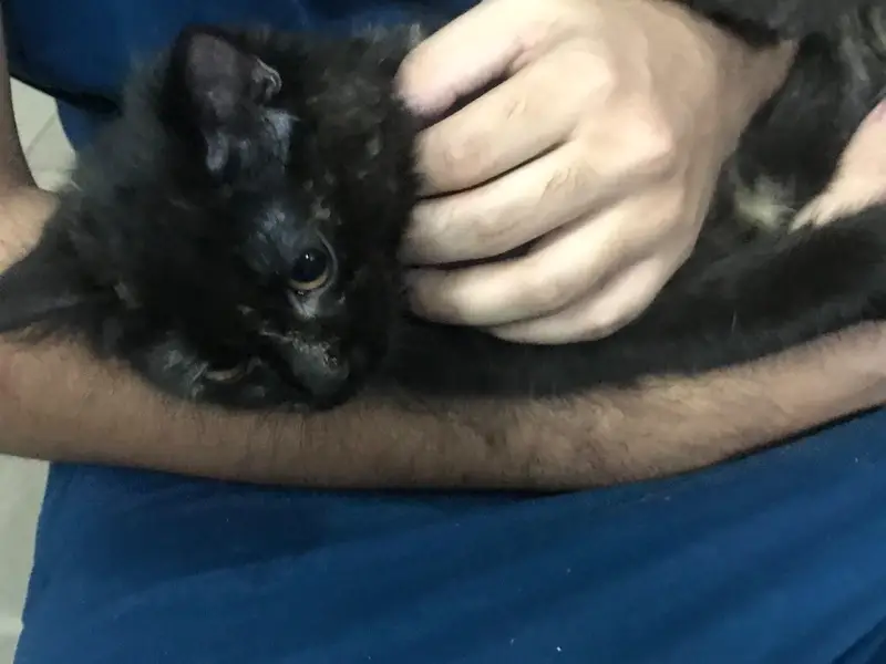 pure Persian female kitten — photo 3