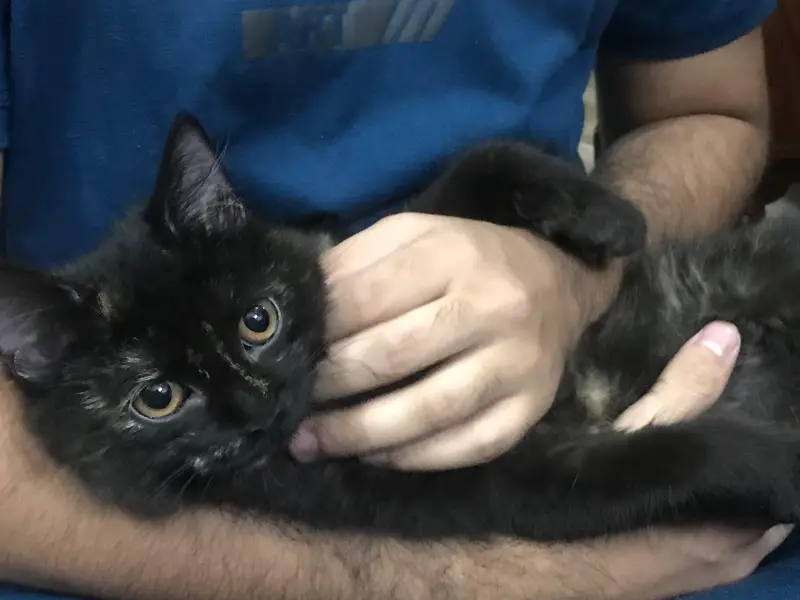 pure Persian female kitten — photo 4