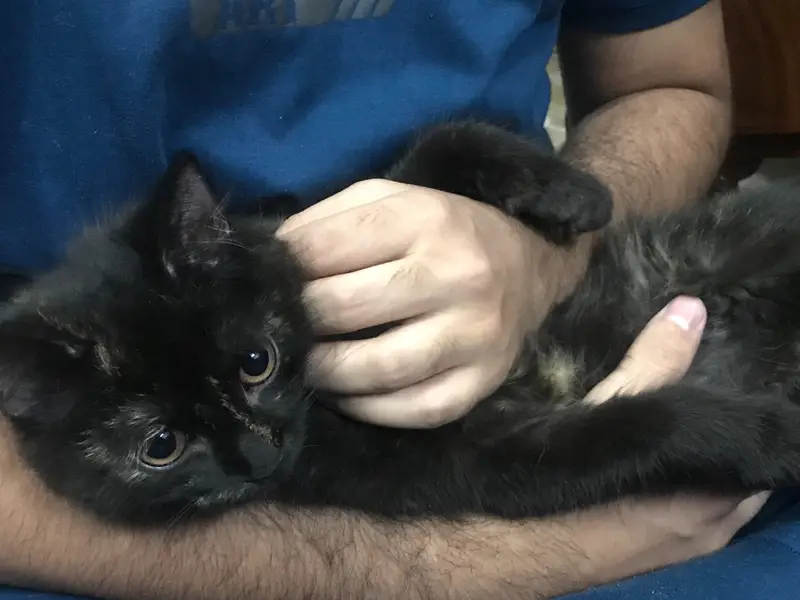 pure Persian female kitten — photo 5