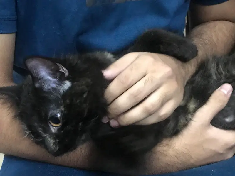 pure Persian female kitten — photo 6