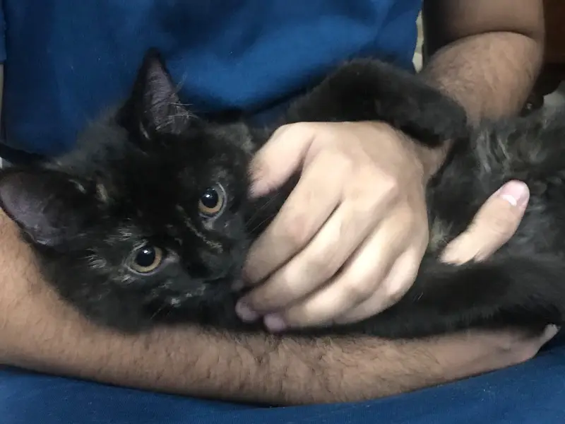 pure Persian female kitten — photo 7