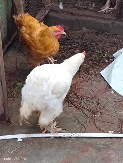 Golden buff and white buff