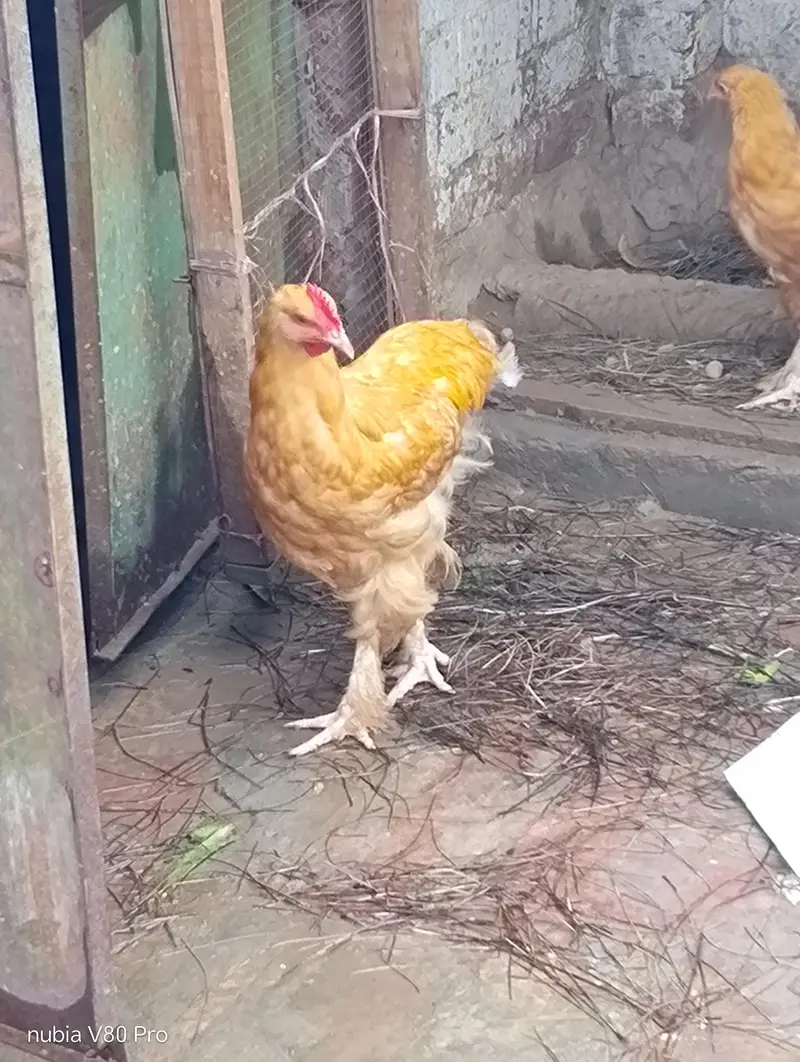 Golden buff and white buff — photo 2