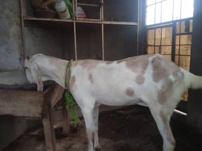 Desi doghli goat