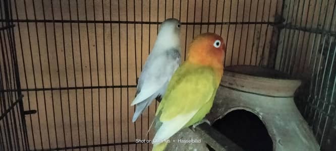 Love birds