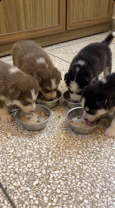 Husky Pups