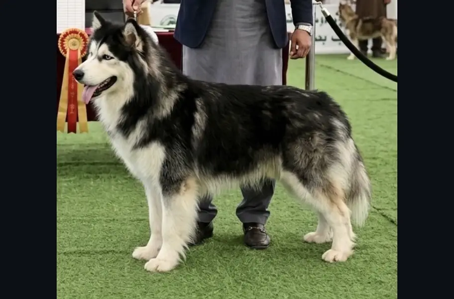 Husky Pups — photo 2