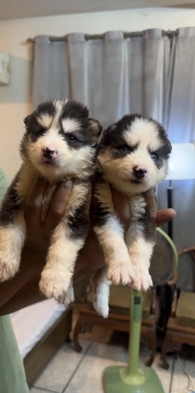 Husky Pups — photo 3