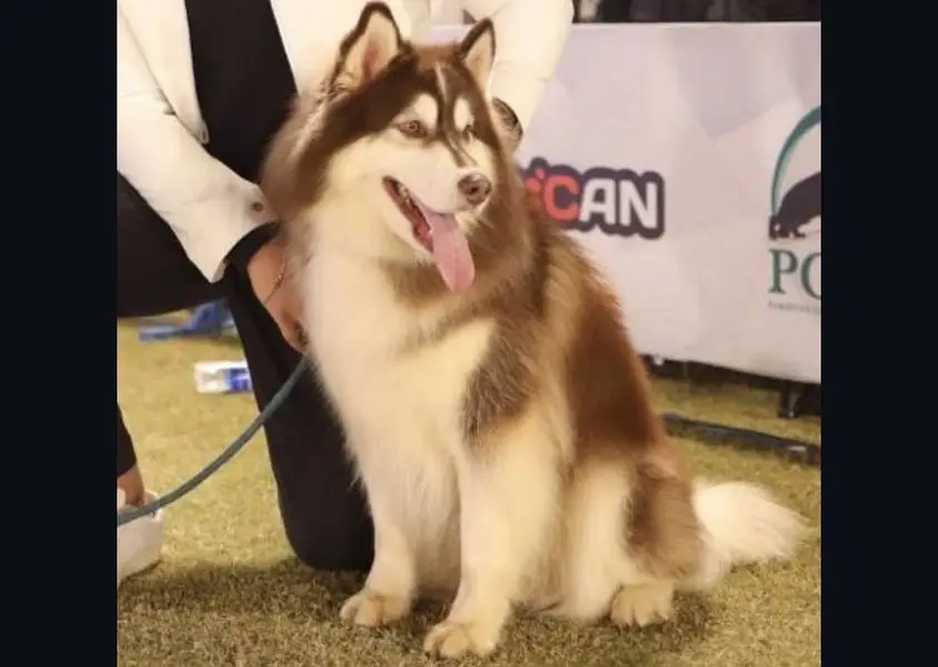 Husky Pups — photo 4