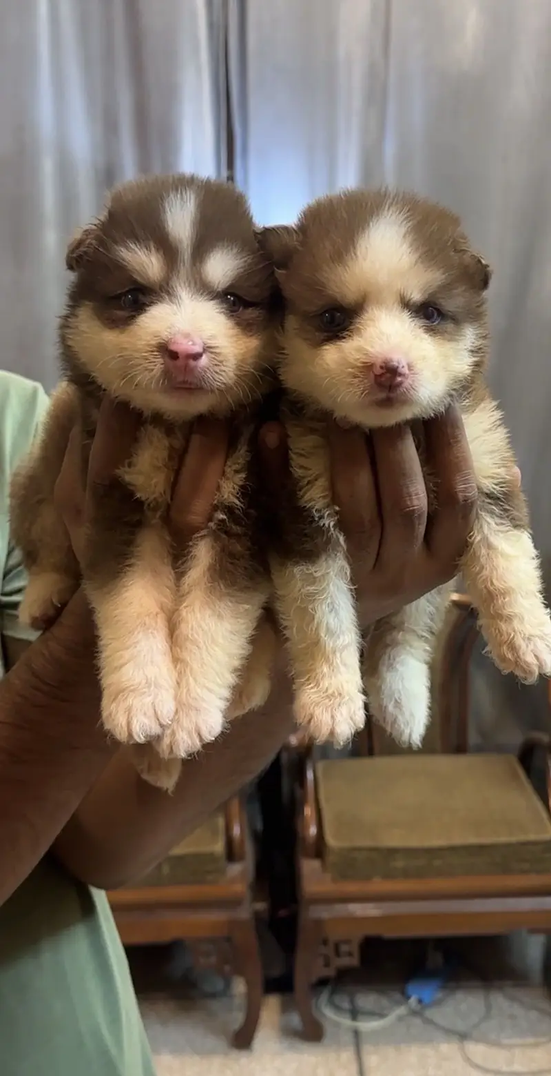 Husky Pups — photo 5