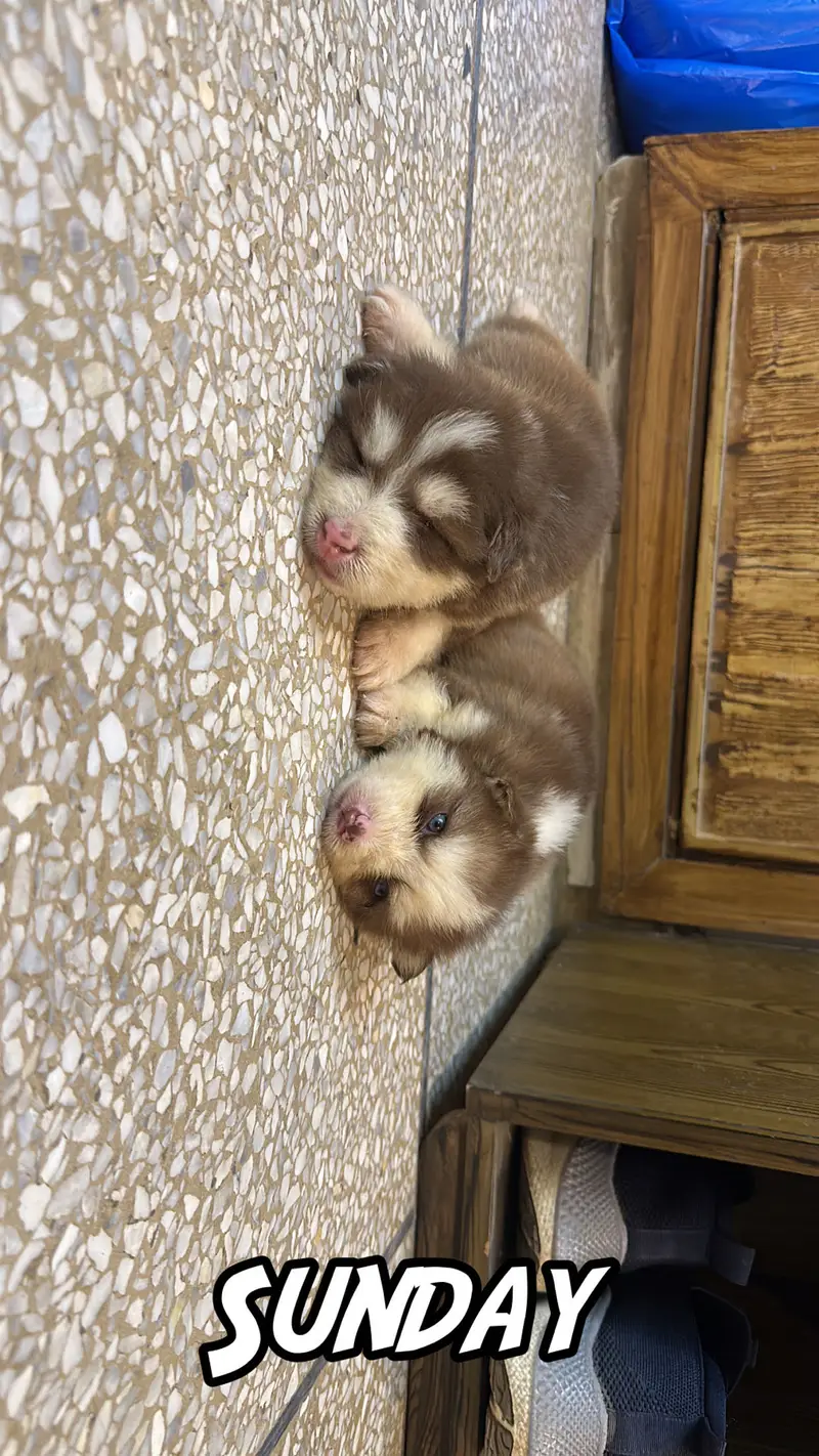 Husky Pups — photo 6
