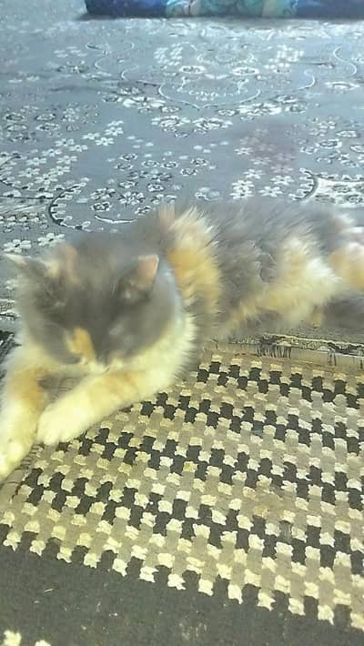 Bella for sale vaccinated