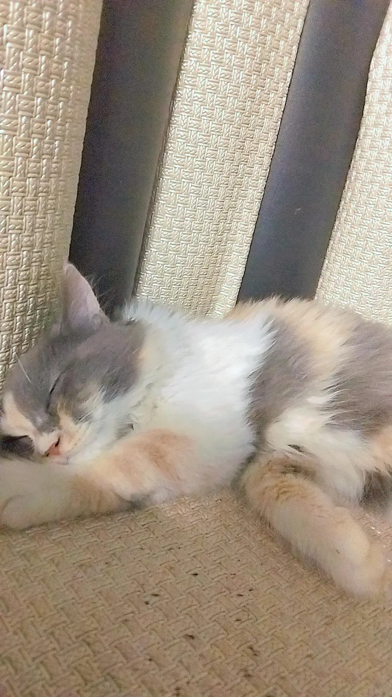 Persian cat calico fully vaccinated with proper data files &passport — photo 2