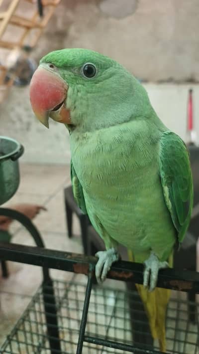 beautiful raw male for sale