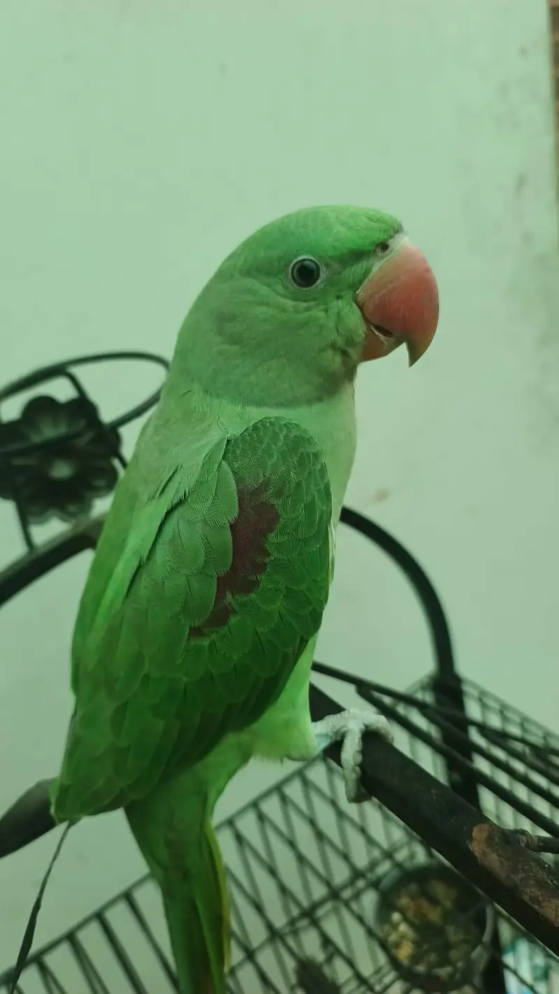 beautiful raw male for sale — photo 2