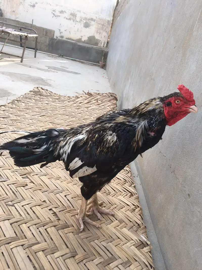 aseel miawali — photo 4