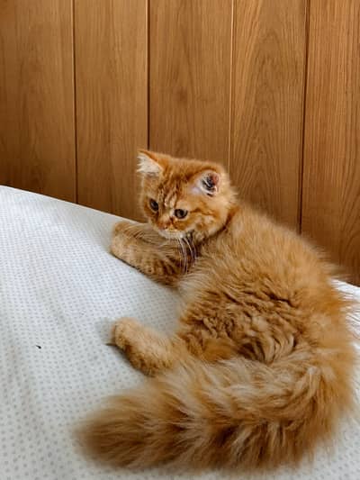 PERSIAN CAT FOR SALE