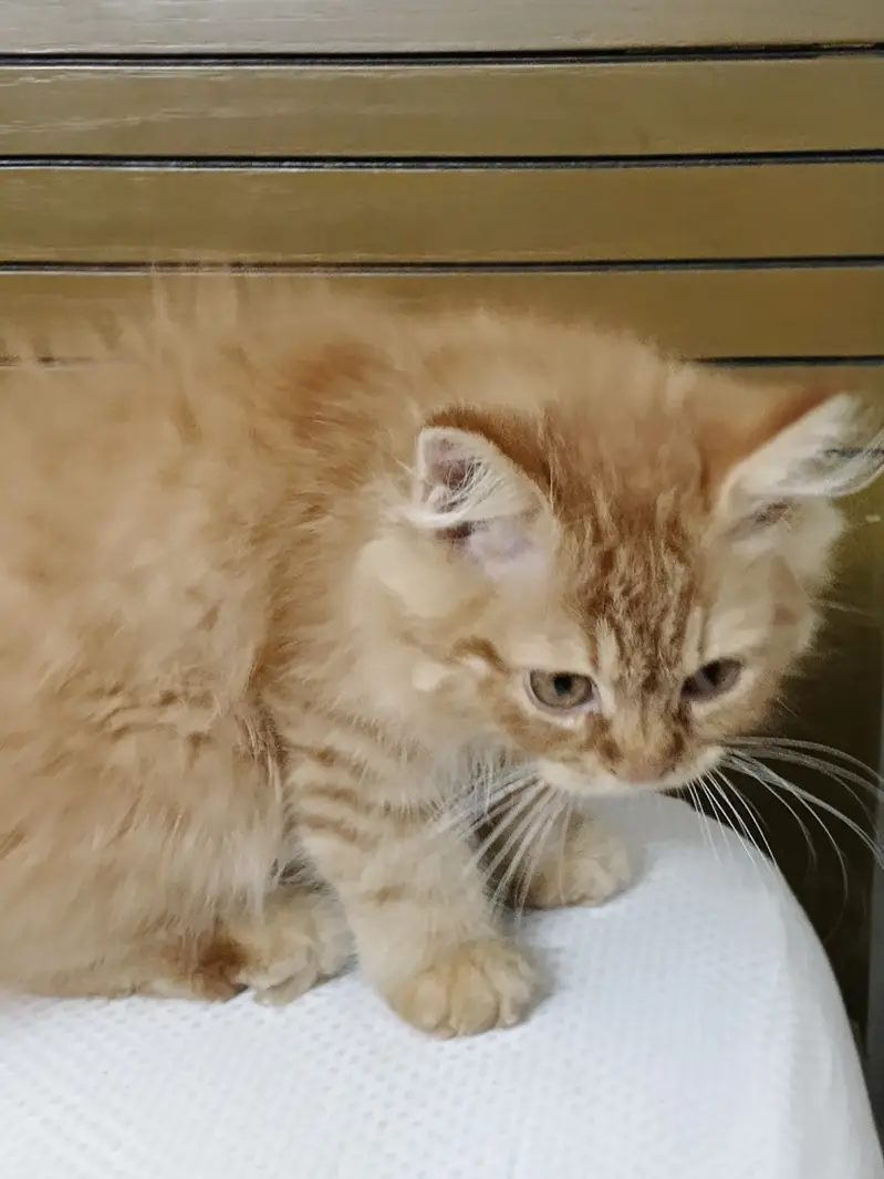 PERSIAN CAT FOR SALE — photo 2