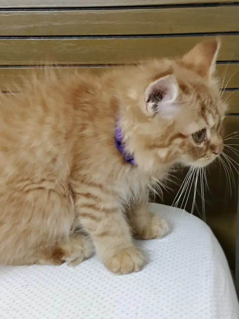 PERSIAN CAT FOR SALE — photo 3