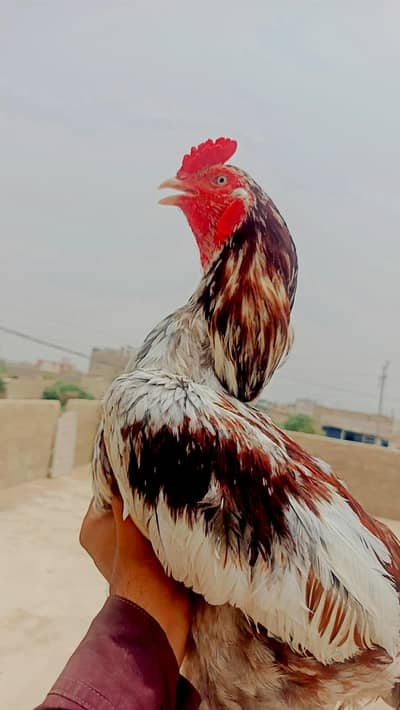Aseel Muraga mianwali