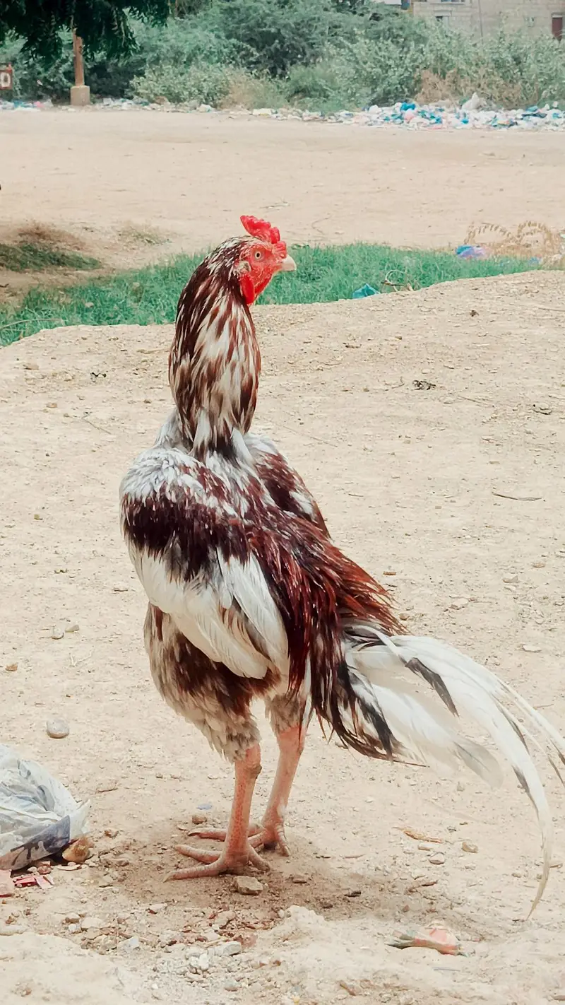 Aseel Muraga mianwali — photo 2